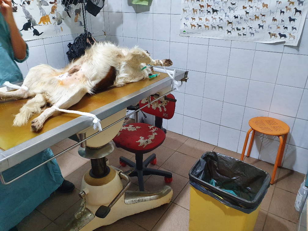Tierarzt