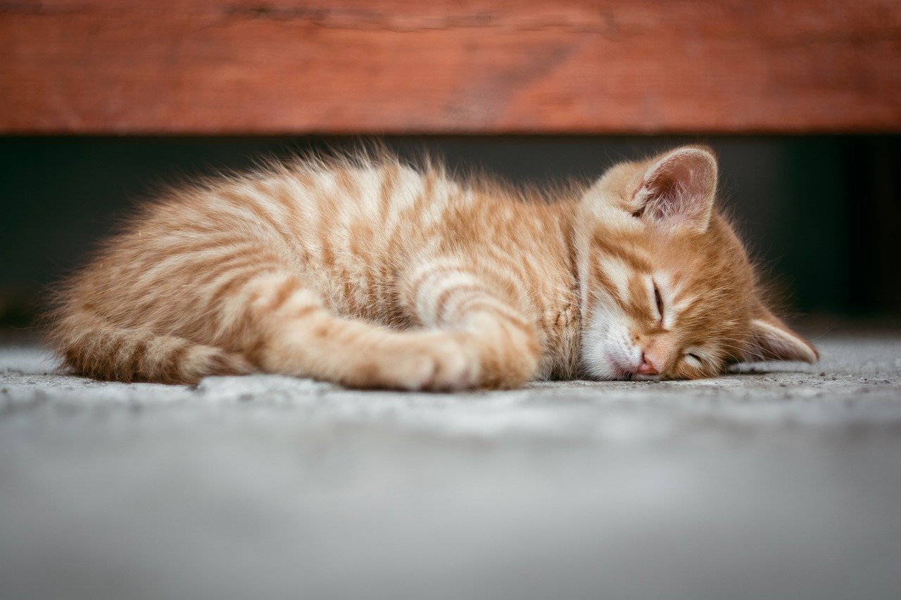 Unfallgefahren für Katzen