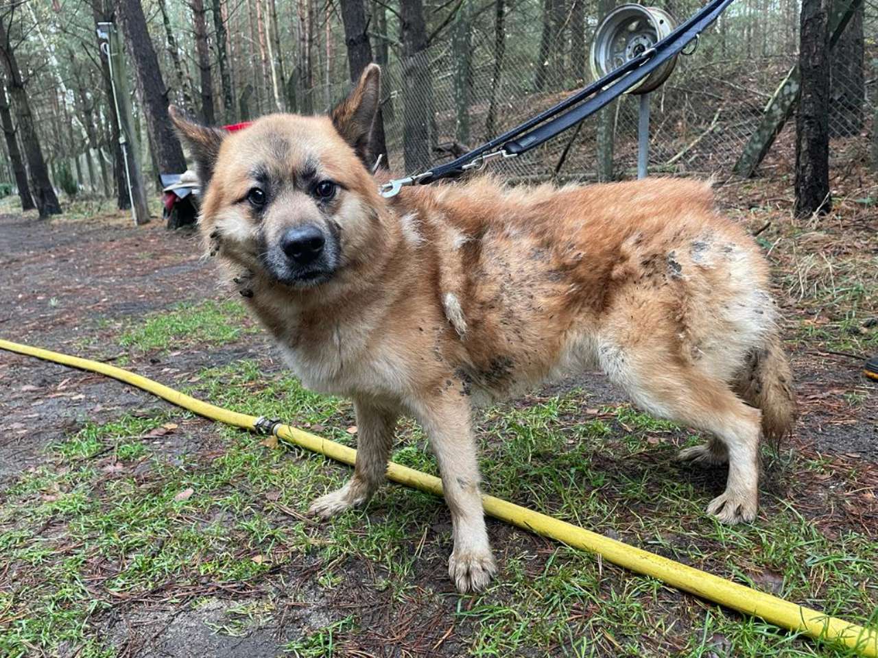 Fundhund