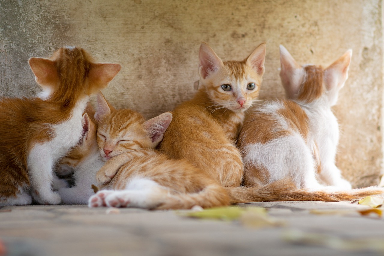 Katzenpaket