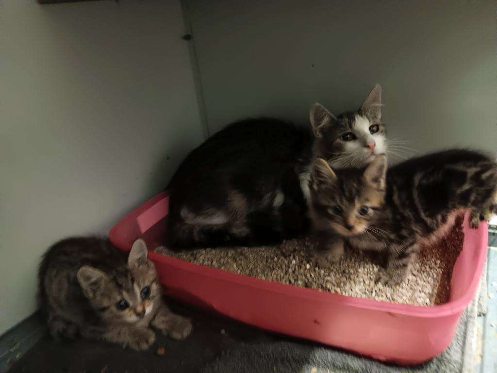 Notfallaufnahme Katzen