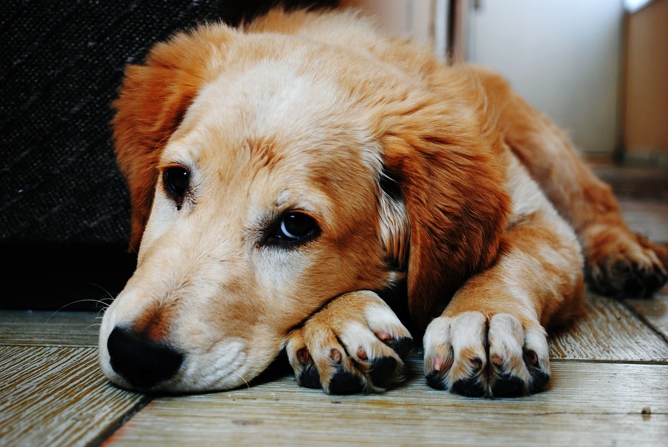 dog 1846066 960 720