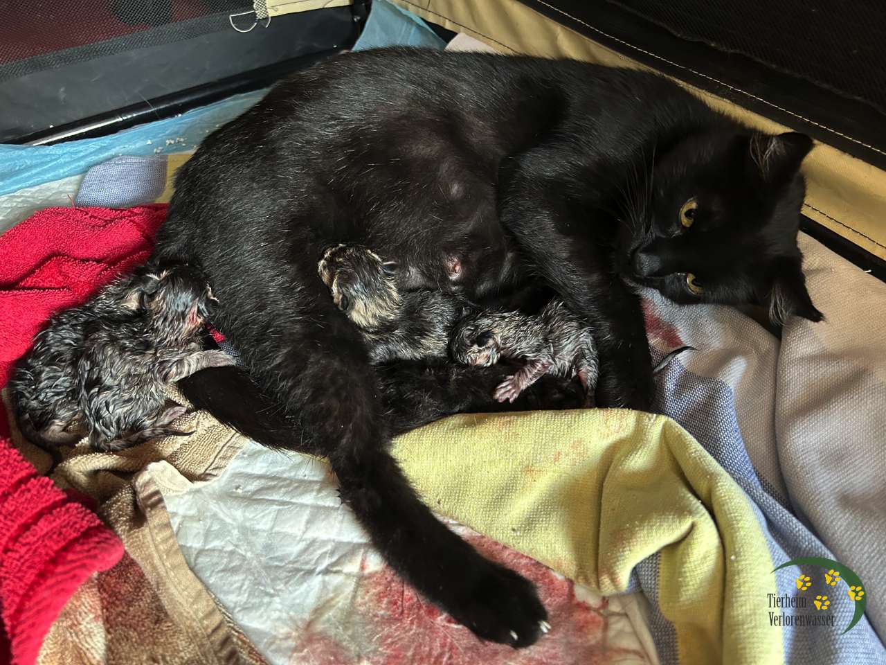 Babyfotos