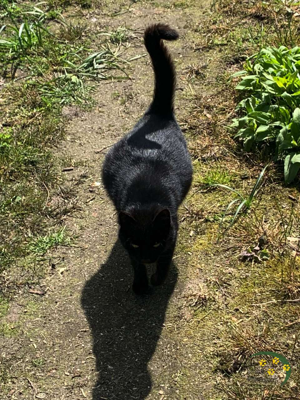 Fundkatze