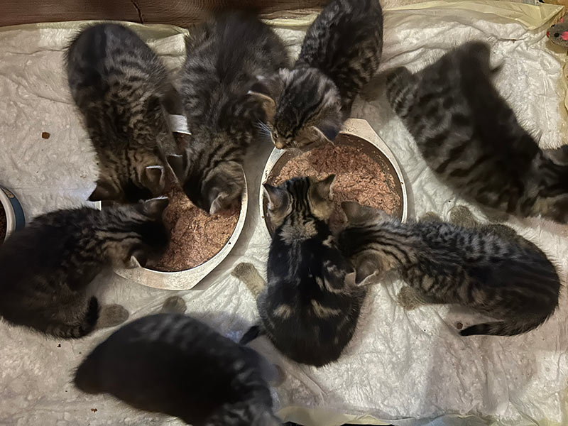 Katzenwelpen im Tierheim Brandenburg