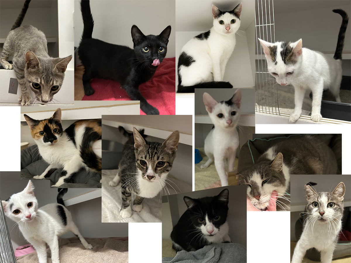 viele junge katzen im tierheim brandenburg