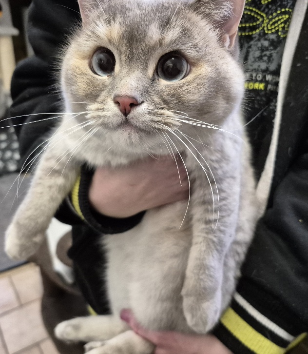 Katze aus Tierheim