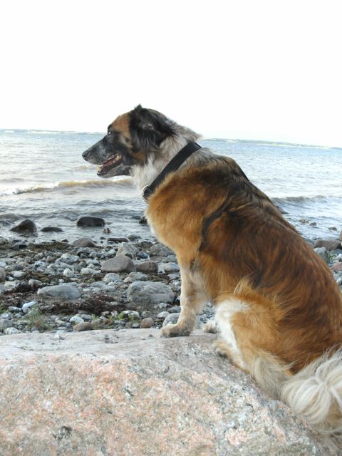 Balou