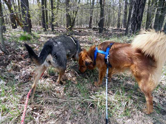 Marha und Goldi