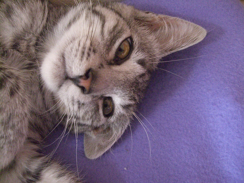 Tabby