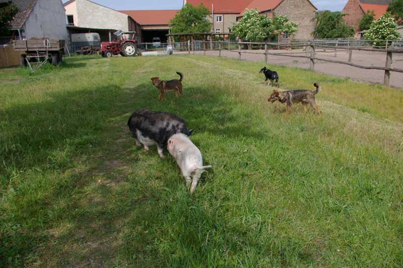 Ranchleben