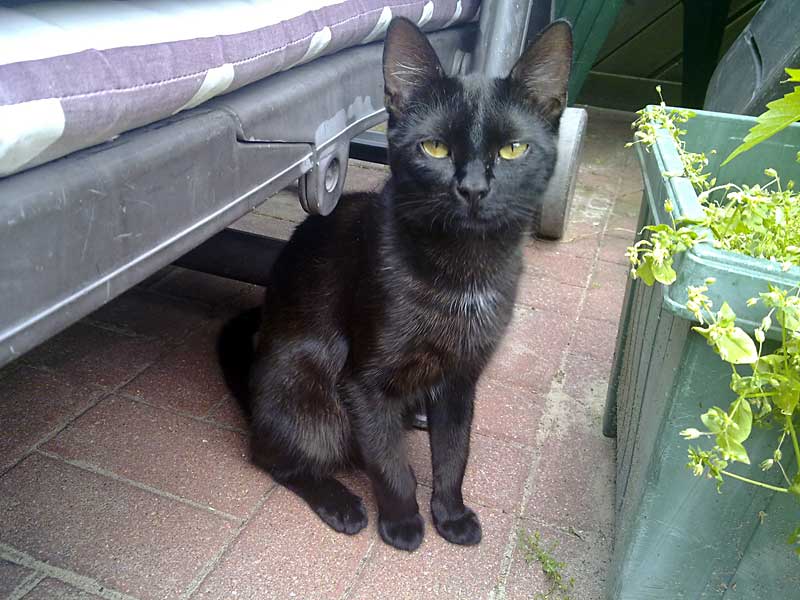 Mogli