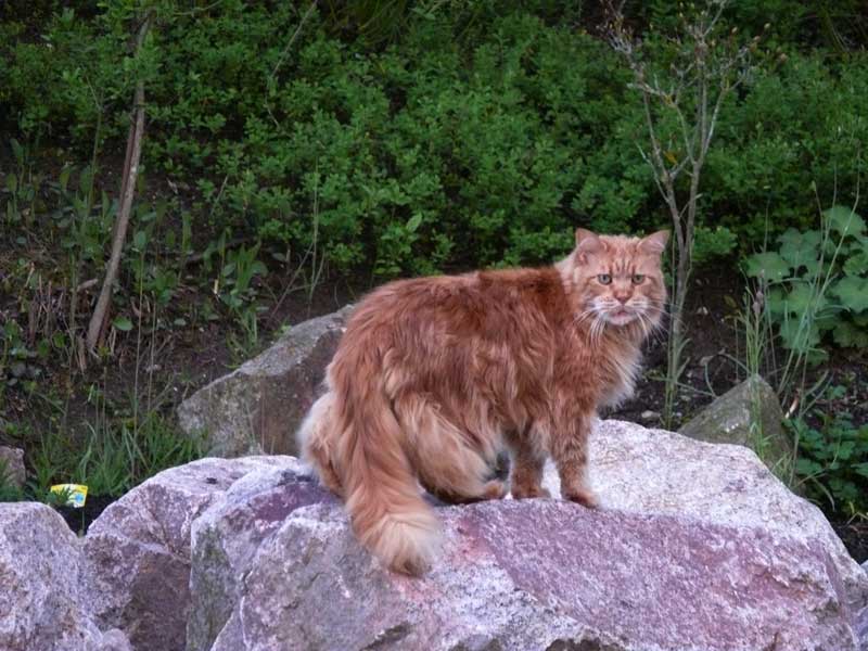 Rufus