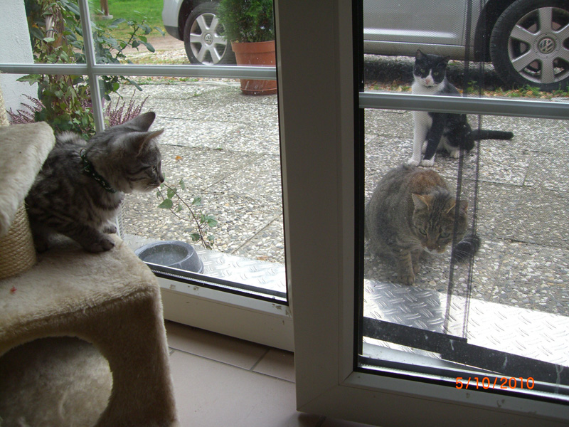 Tabby