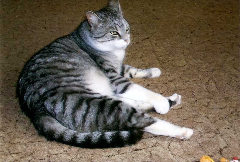 Wisky
