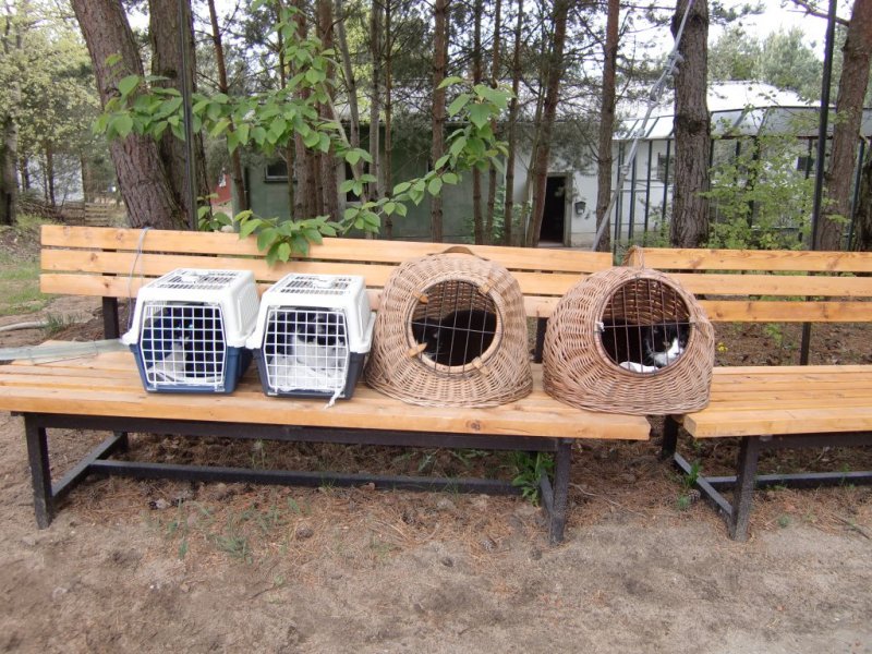 katzen