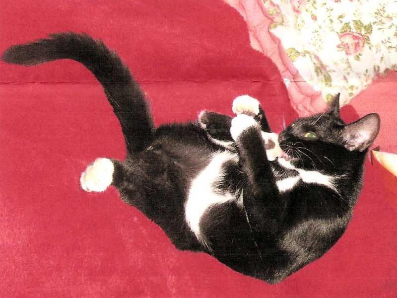 Pepper
