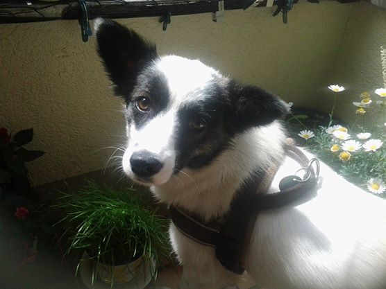 frida1