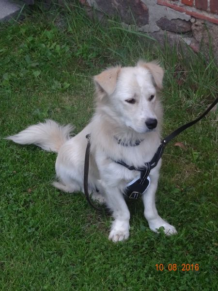 chicco 02