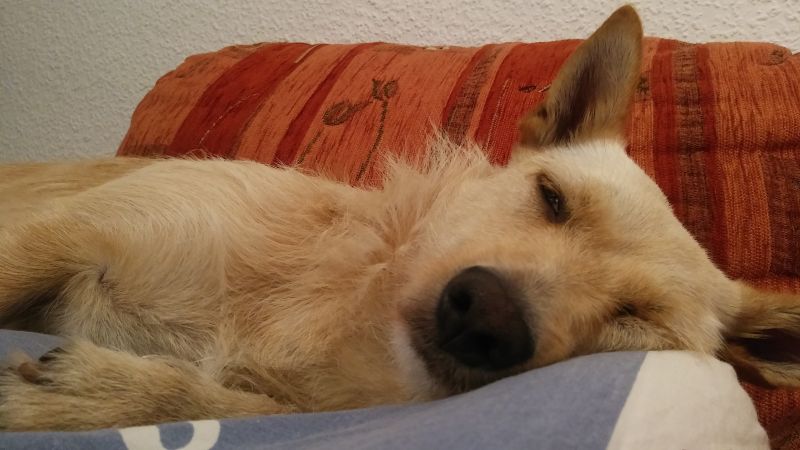kaya01