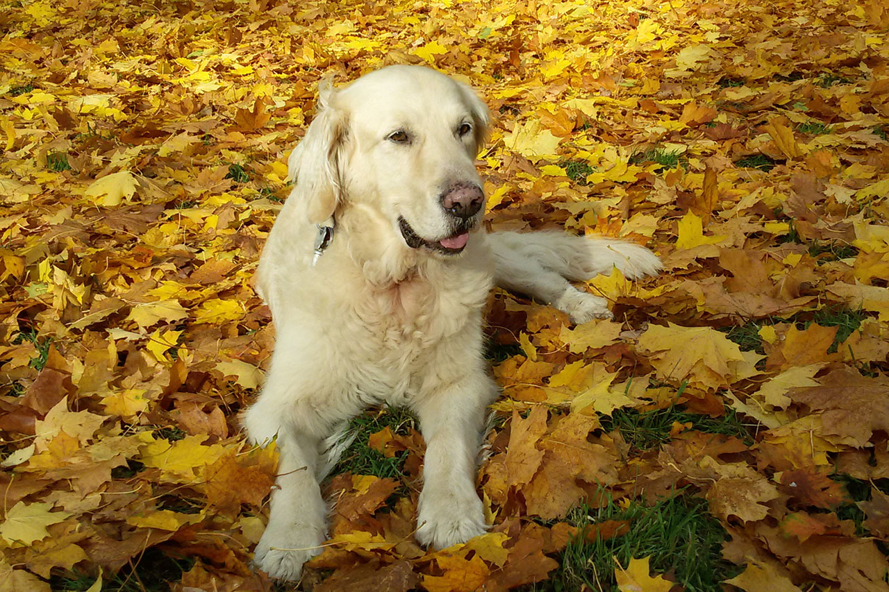 Buddy
