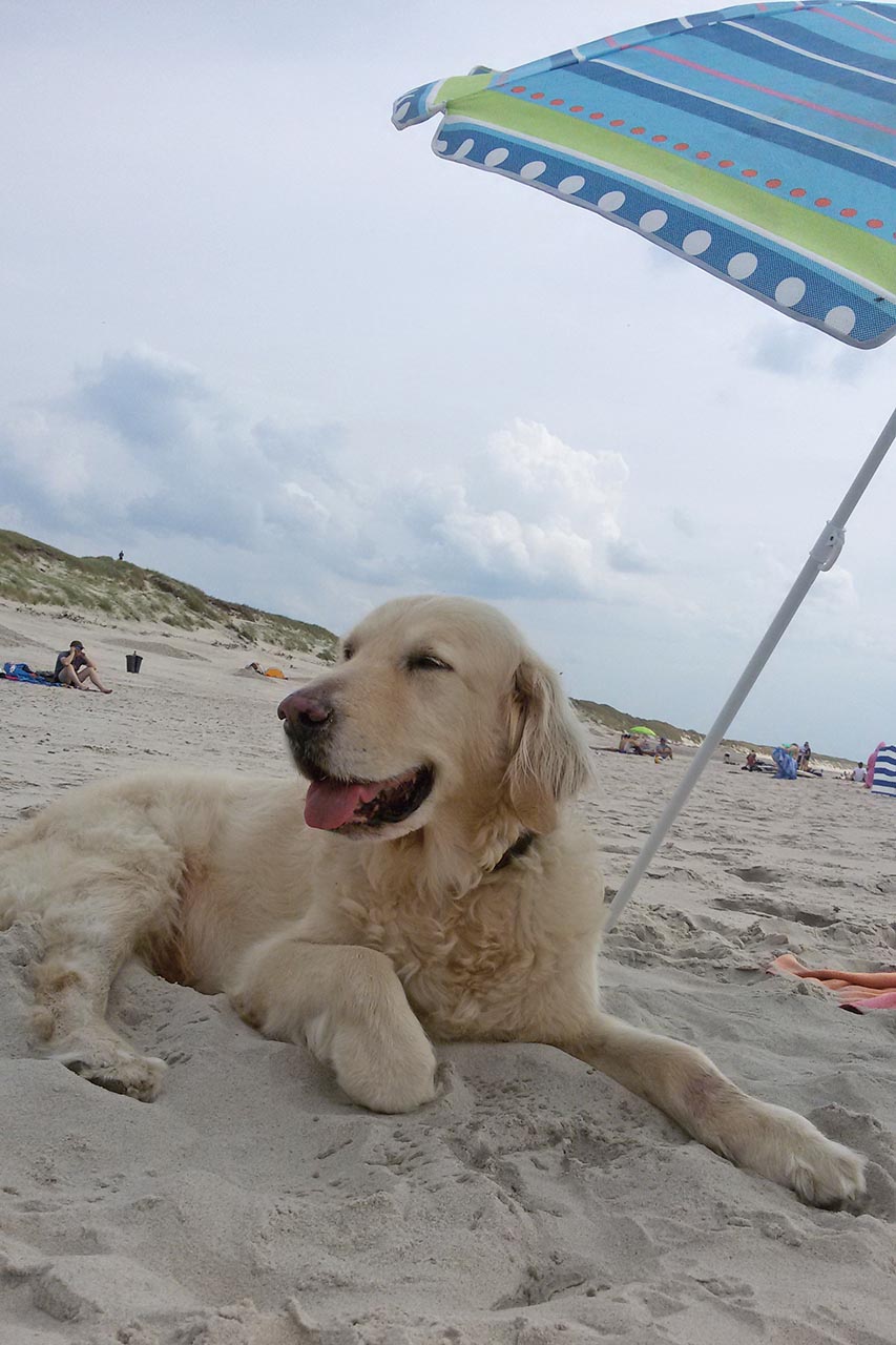 Buddy