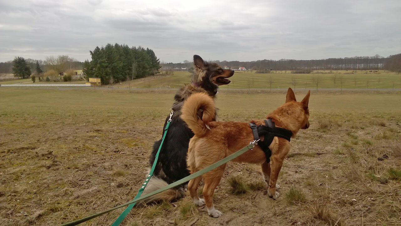 Hypo / Koda