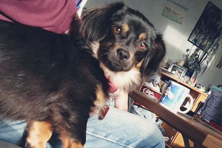 Pippina