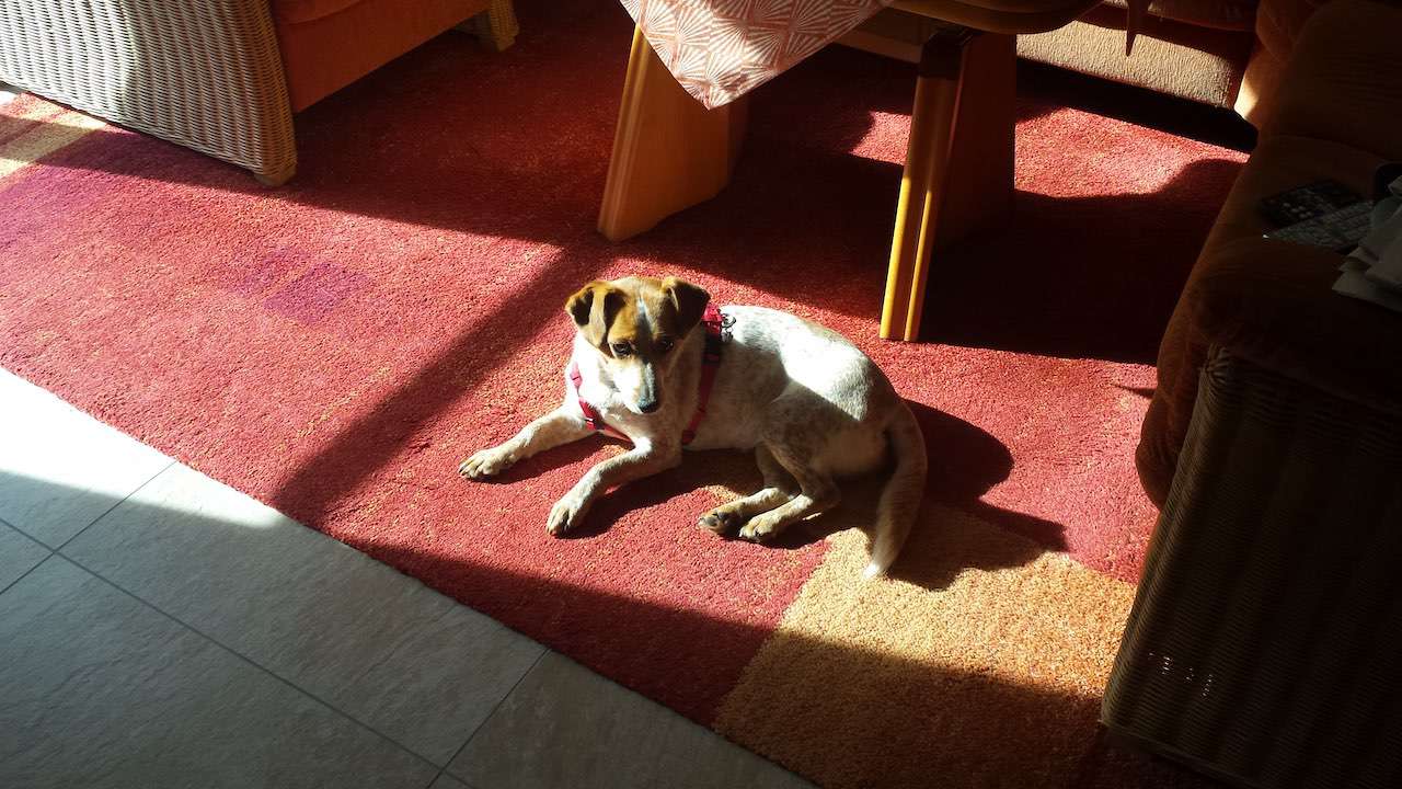 Stella