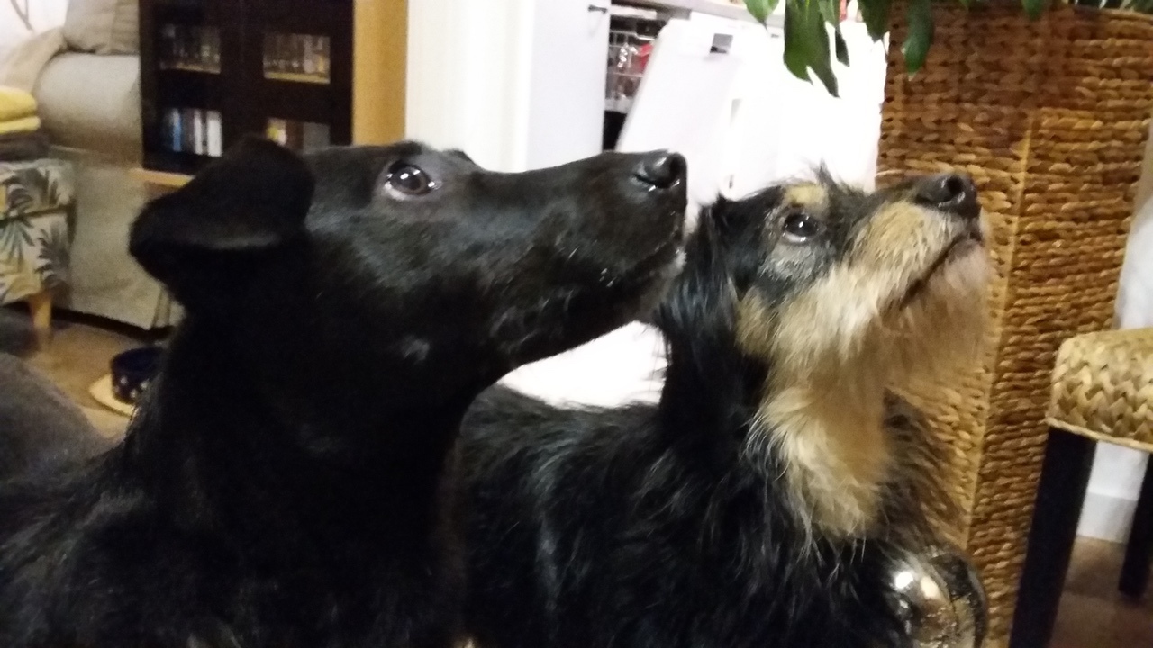 Ella und Jerry