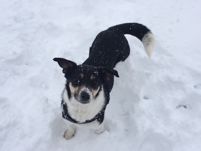 Frieda