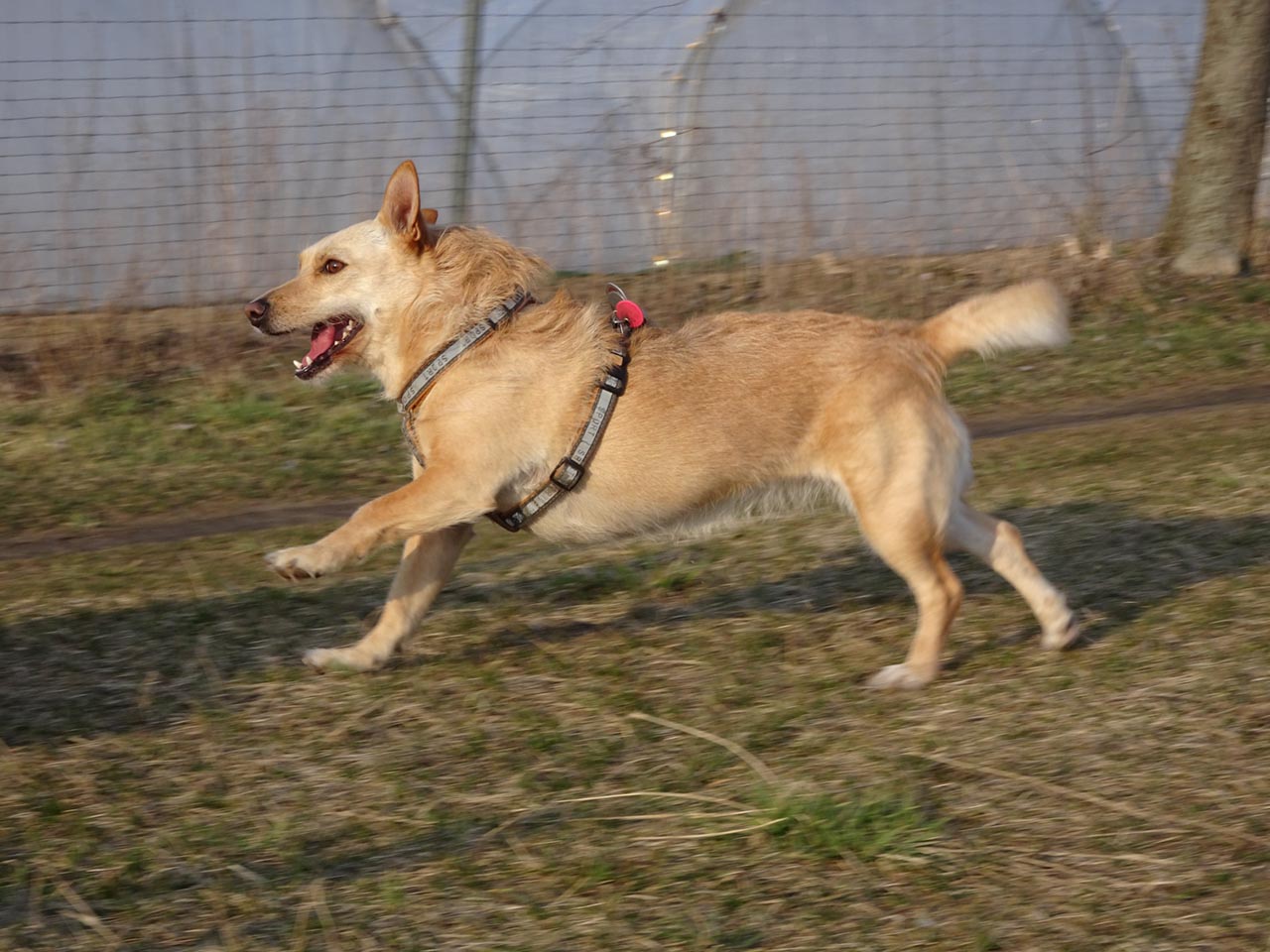Kaya