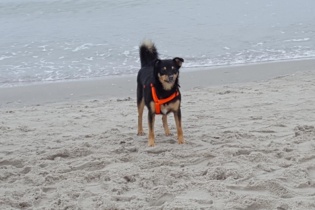 Maja
