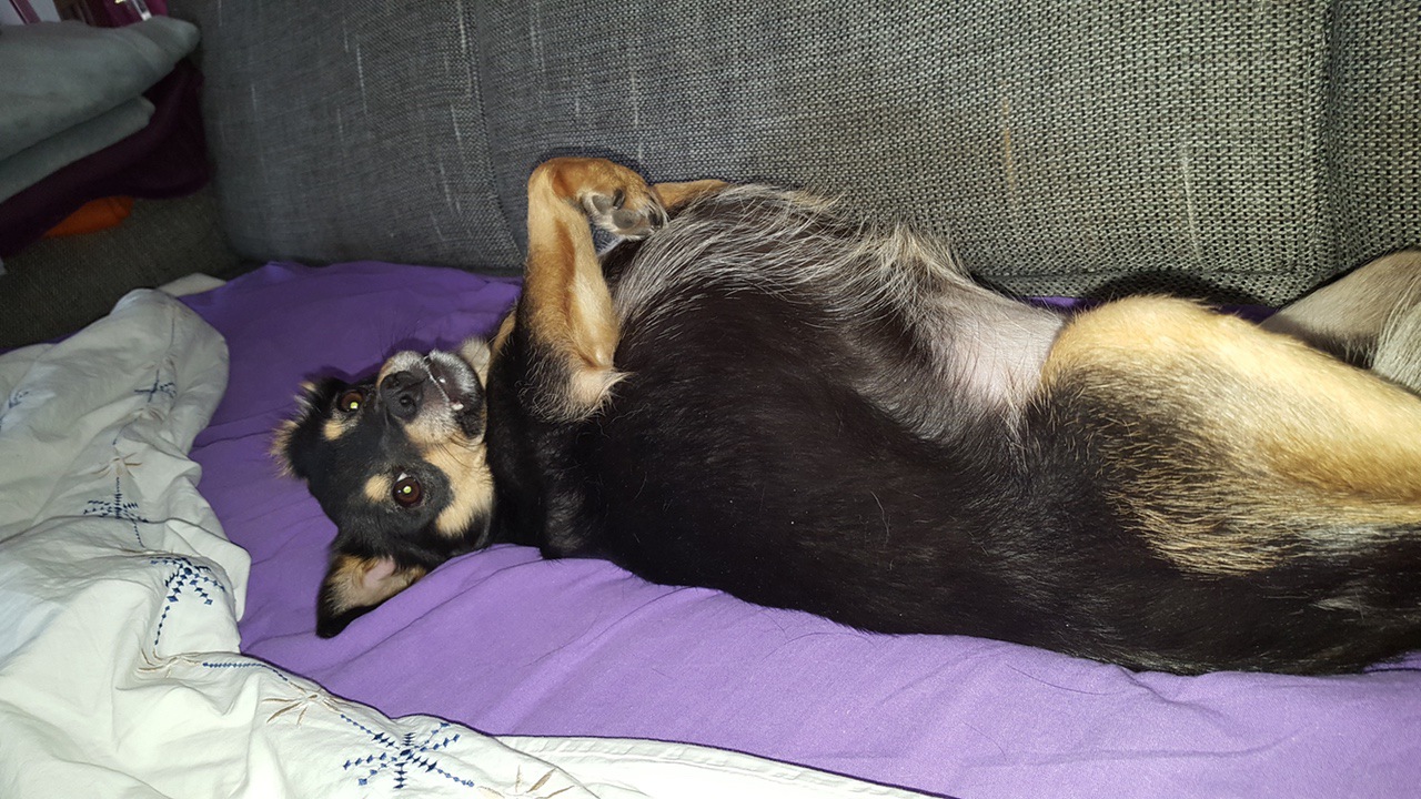 Maja