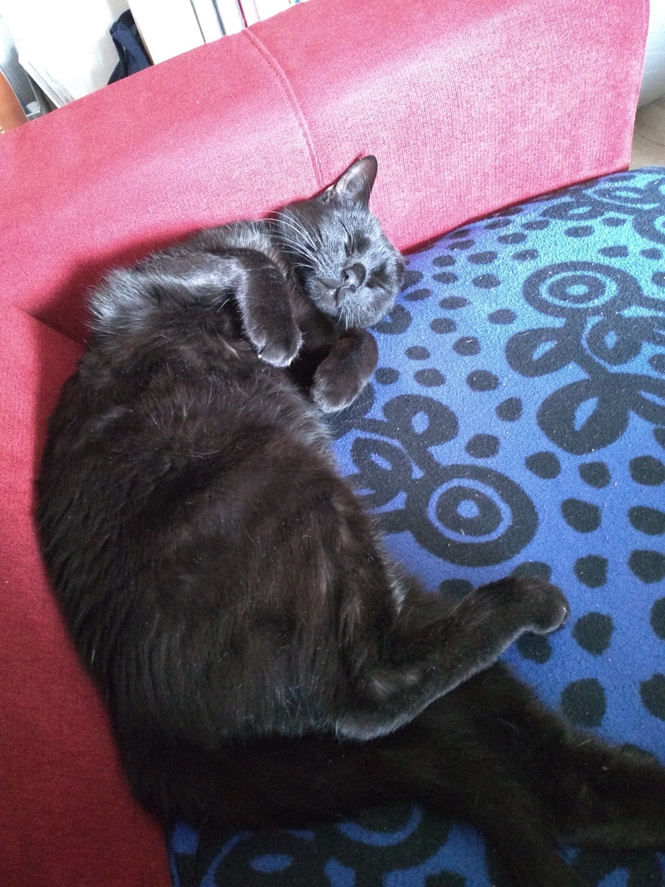 Catjes