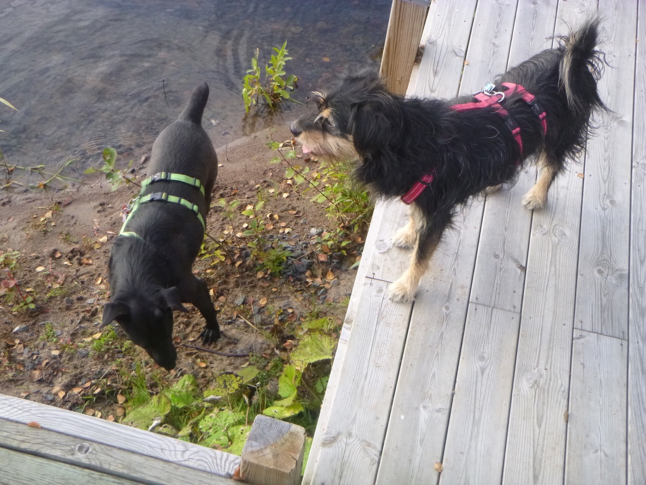 Ella und Jerry