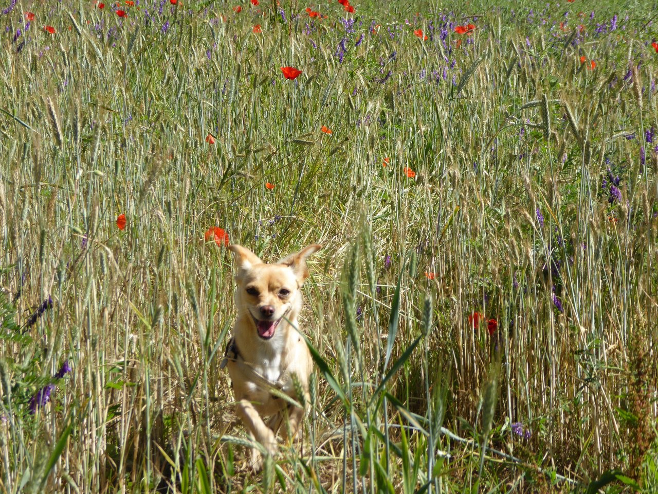 Emmi