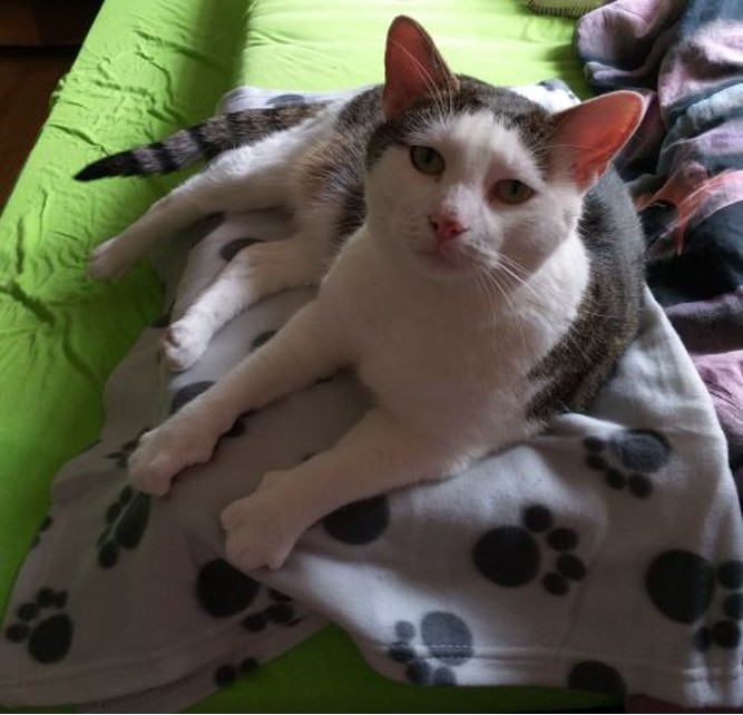 Finn