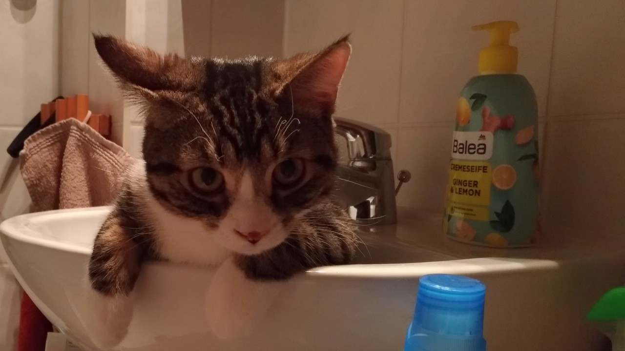 Gustav