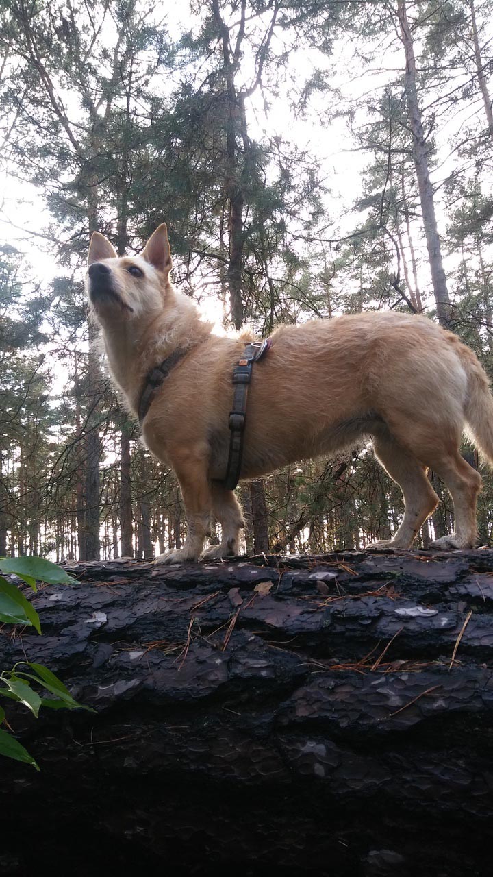 Kaya
