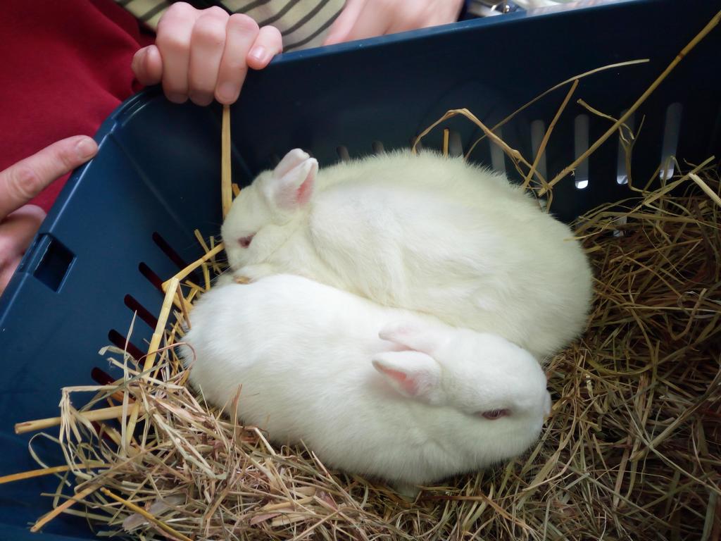 Mucki und SNowy