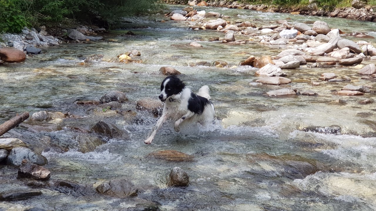Nanook