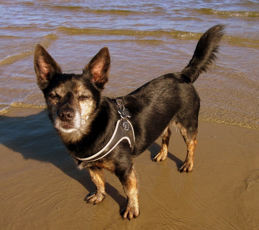 Roco
