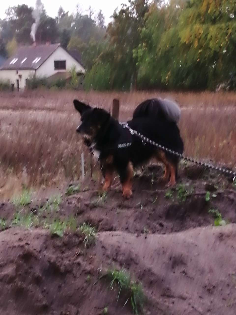 Alex