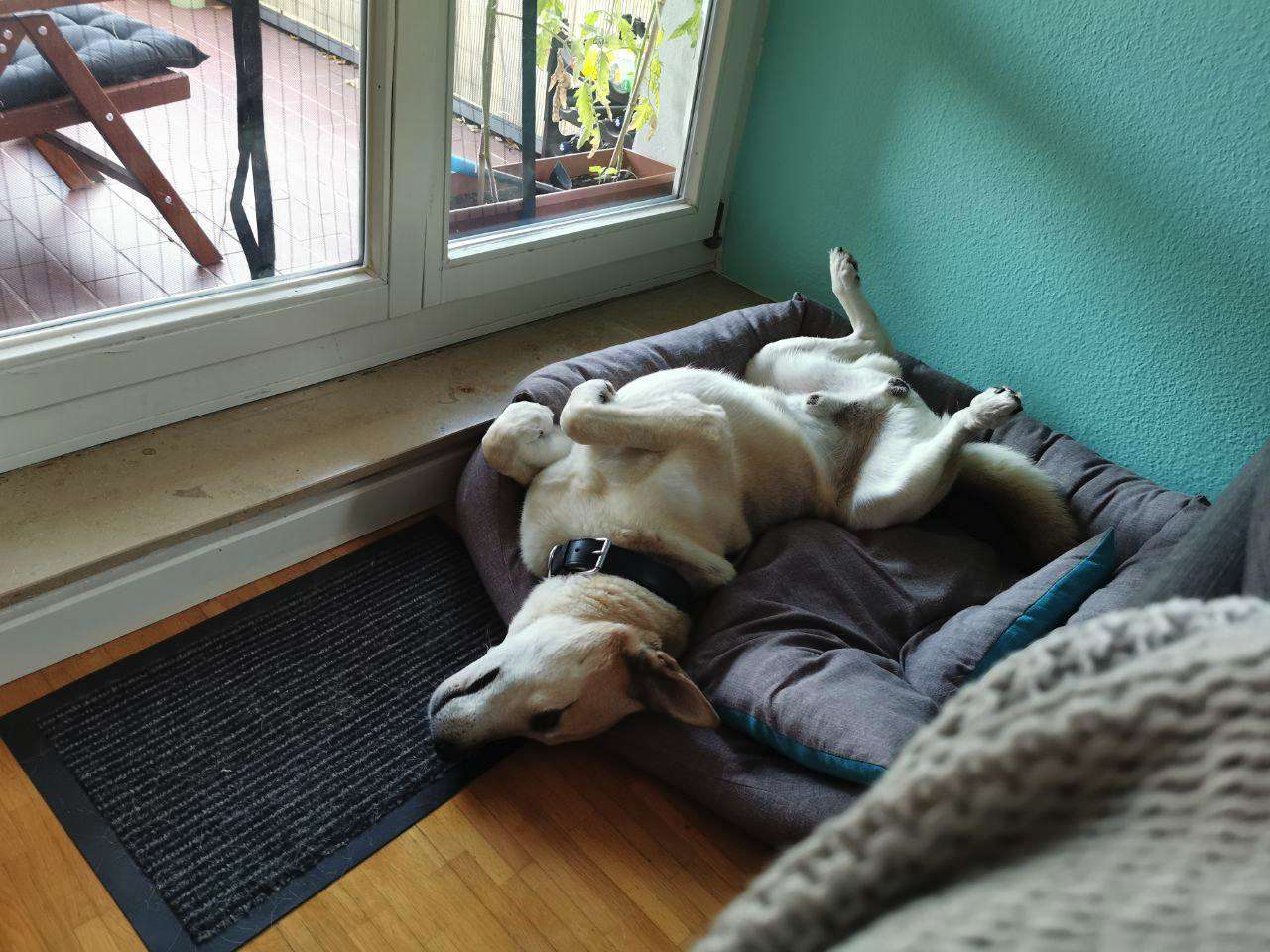 Kodo