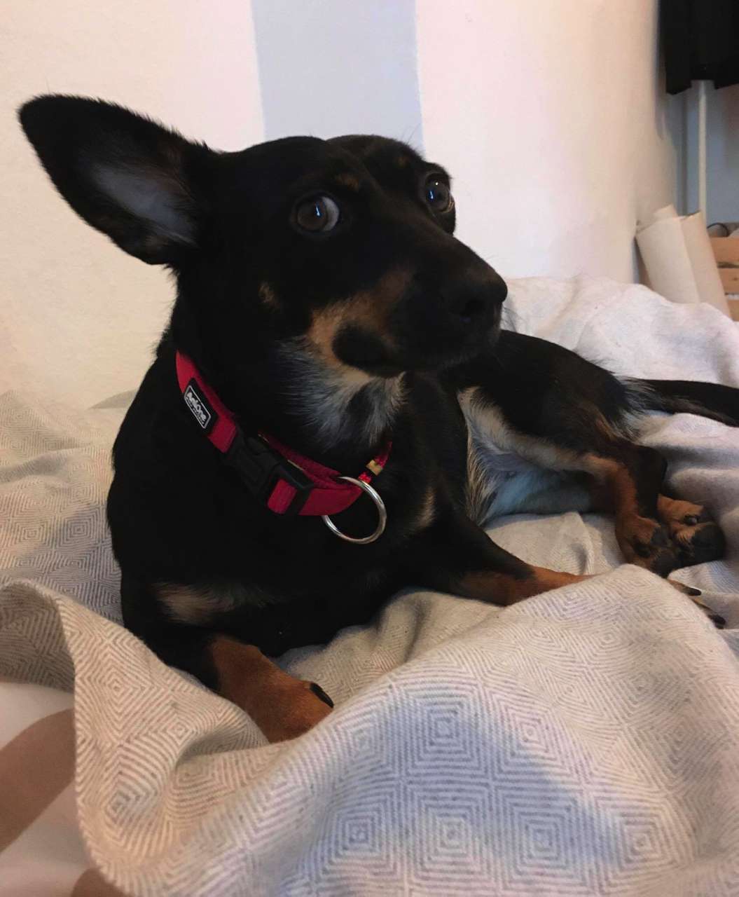 Lucy