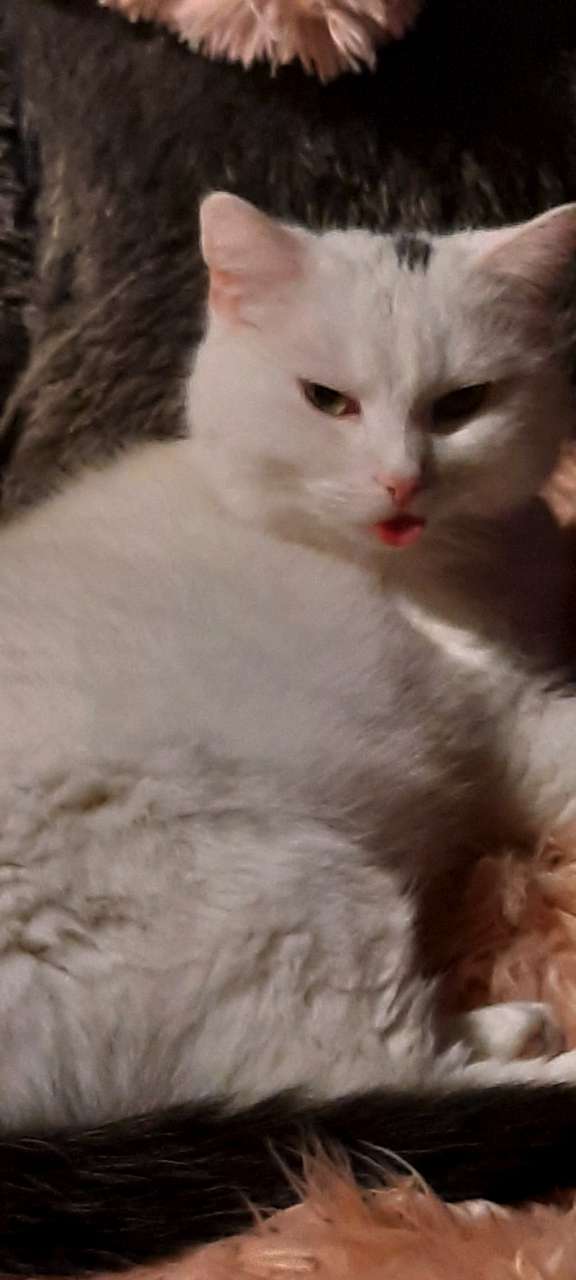 Mausi