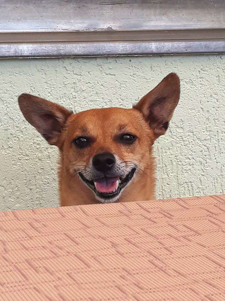 Pina