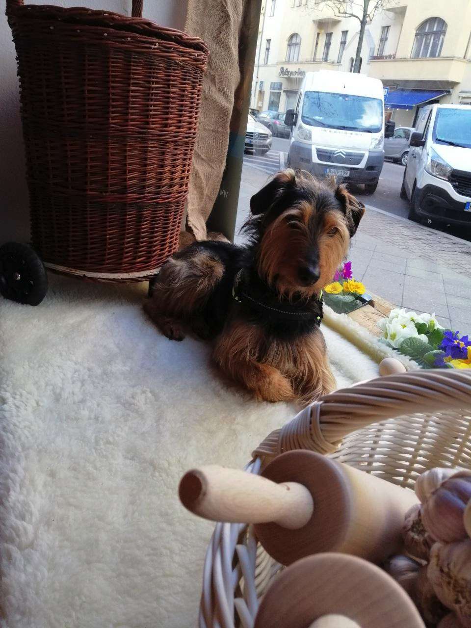 Rodi