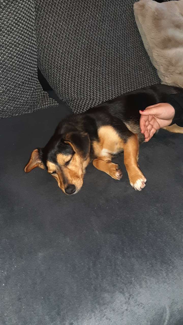 Tala